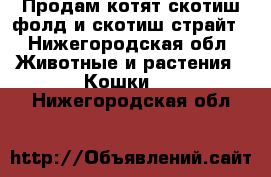 Продам котят скотиш-фолд и скотиш-страйт - Нижегородская обл. Животные и растения » Кошки   . Нижегородская обл.